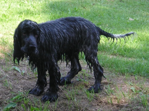 Berry 16.7.2010 (2).jpg